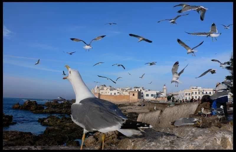 Essaouira — Coastal Gem